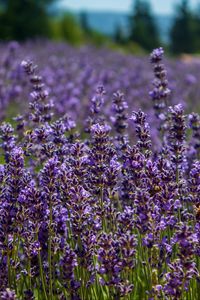 Preview wallpaper lavender, flowers, plants, field, purple, macro