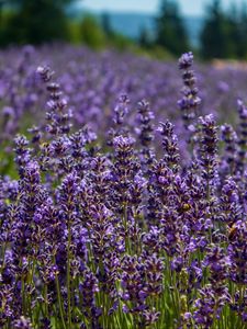 Preview wallpaper lavender, flowers, plants, field, purple, macro