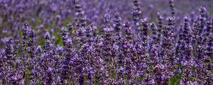 Preview wallpaper lavender, flowers, plants, field, purple, macro