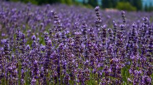 Preview wallpaper lavender, flowers, plants, field, purple, macro