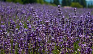 Preview wallpaper lavender, flowers, plants, field, purple, macro
