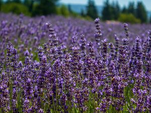 Preview wallpaper lavender, flowers, plants, field, purple, macro