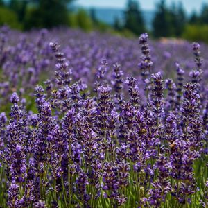 Preview wallpaper lavender, flowers, plants, field, purple, macro