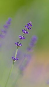 Preview wallpaper lavender, flowers, purple, blur, macro