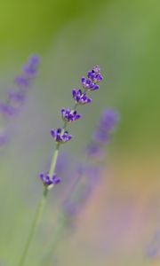 Preview wallpaper lavender, flowers, purple, blur, macro