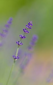 Preview wallpaper lavender, flowers, purple, blur, macro
