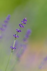 Preview wallpaper lavender, flowers, purple, blur, macro