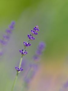 Preview wallpaper lavender, flowers, purple, blur, macro