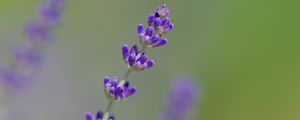 Preview wallpaper lavender, flowers, purple, blur, macro