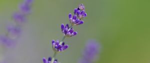 Preview wallpaper lavender, flowers, purple, blur, macro