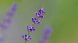 Preview wallpaper lavender, flowers, purple, blur, macro