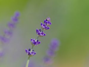 Preview wallpaper lavender, flowers, purple, blur, macro