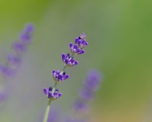 Preview wallpaper lavender, flowers, purple, blur, macro