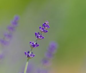 Preview wallpaper lavender, flowers, purple, blur, macro
