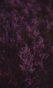 Preview wallpaper lavender, flowers, purple, bloom, closeup
