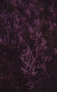Preview wallpaper lavender, flowers, purple, bloom, closeup
