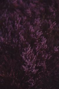 Preview wallpaper lavender, flowers, purple, bloom, closeup