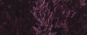 Preview wallpaper lavender, flowers, purple, bloom, closeup