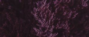 Preview wallpaper lavender, flowers, purple, bloom, closeup