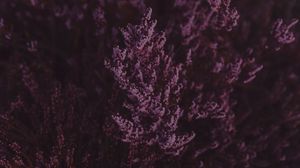 Preview wallpaper lavender, flowers, purple, bloom, closeup