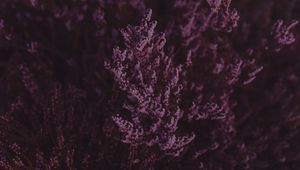 Preview wallpaper lavender, flowers, purple, bloom, closeup