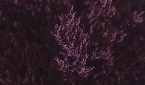 Preview wallpaper lavender, flowers, purple, bloom, closeup