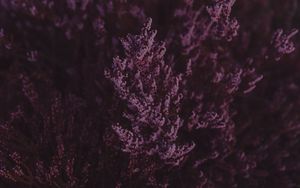 Preview wallpaper lavender, flowers, purple, bloom, closeup