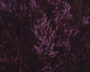Preview wallpaper lavender, flowers, purple, bloom, closeup