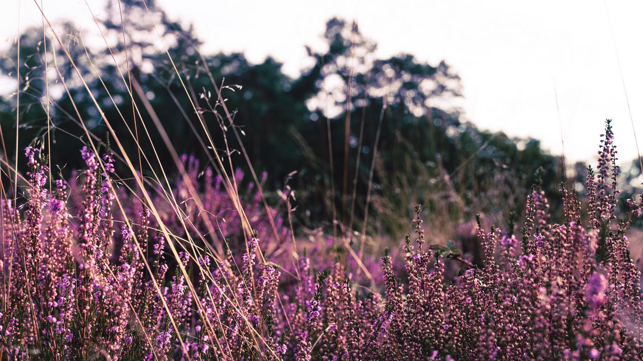 Wallpaper lavender, flowers, purple, field, bloom