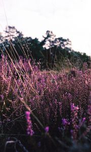 Preview wallpaper lavender, flowers, purple, field, bloom