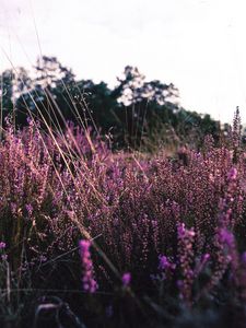 Preview wallpaper lavender, flowers, purple, field, bloom