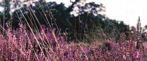 Preview wallpaper lavender, flowers, purple, field, bloom