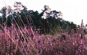 Preview wallpaper lavender, flowers, purple, field, bloom