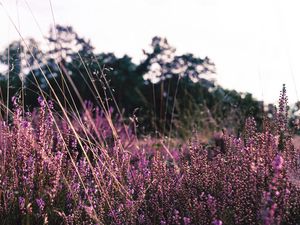 Preview wallpaper lavender, flowers, purple, field, bloom