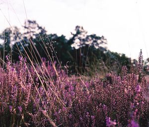 Preview wallpaper lavender, flowers, purple, field, bloom