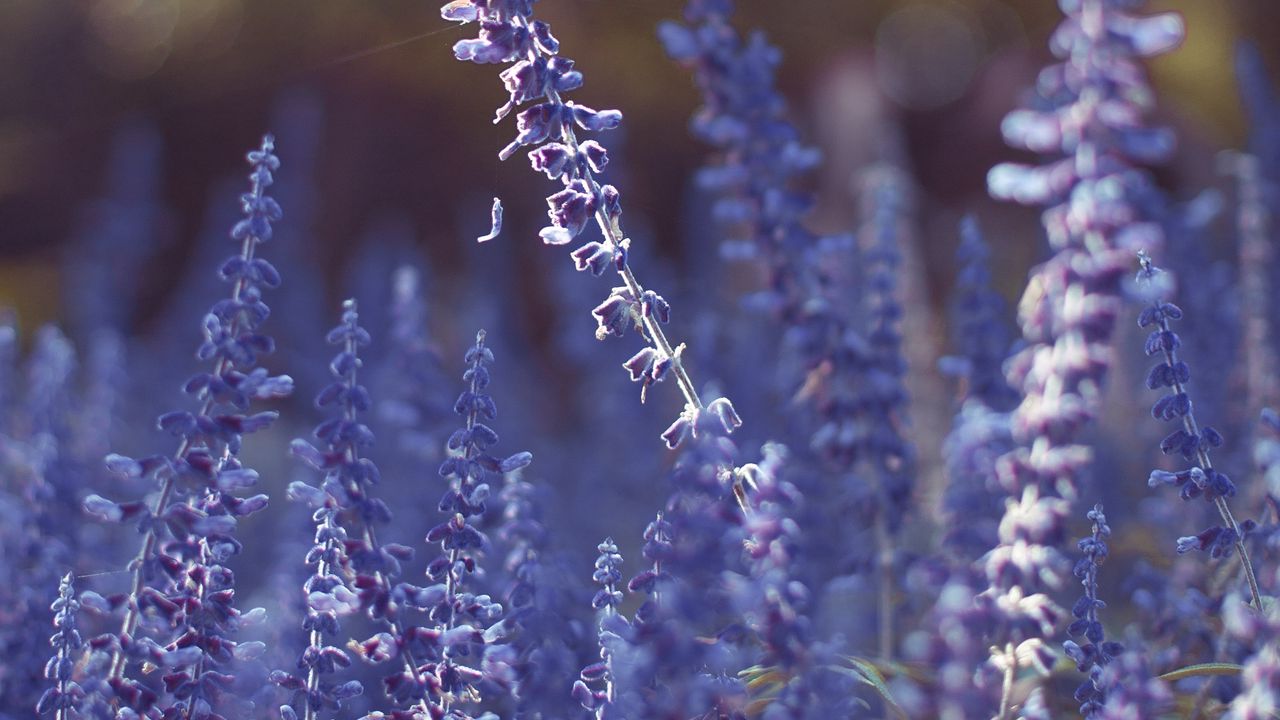 Wallpaper lavender, flowers, purple, blur