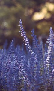 Preview wallpaper lavender, flowers, purple, blur