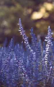 Preview wallpaper lavender, flowers, purple, blur