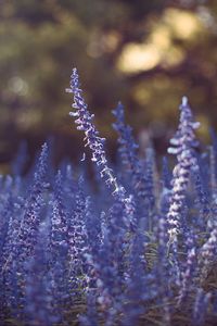 Preview wallpaper lavender, flowers, purple, blur