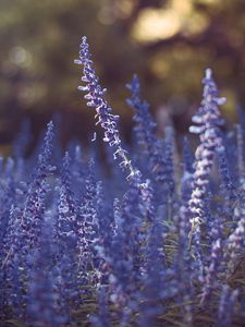 Preview wallpaper lavender, flowers, purple, blur