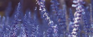 Preview wallpaper lavender, flowers, purple, blur