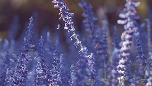 Preview wallpaper lavender, flowers, purple, blur