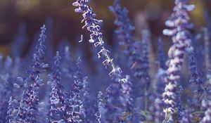 Preview wallpaper lavender, flowers, purple, blur