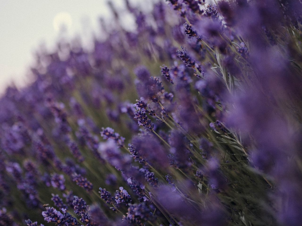 Wildflowers tumblr