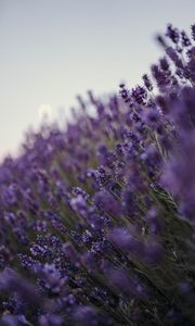 Preview wallpaper lavender, flowers, wildflowers, purple