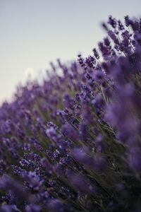 Preview wallpaper lavender, flowers, wildflowers, purple