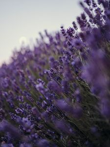 Preview wallpaper lavender, flowers, wildflowers, purple