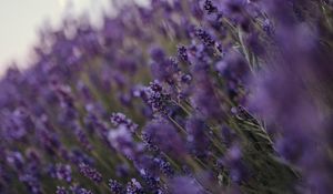 Preview wallpaper lavender, flowers, wildflowers, purple