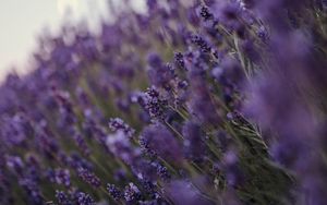 Preview wallpaper lavender, flowers, wildflowers, purple