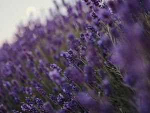 Preview wallpaper lavender, flowers, wildflowers, purple